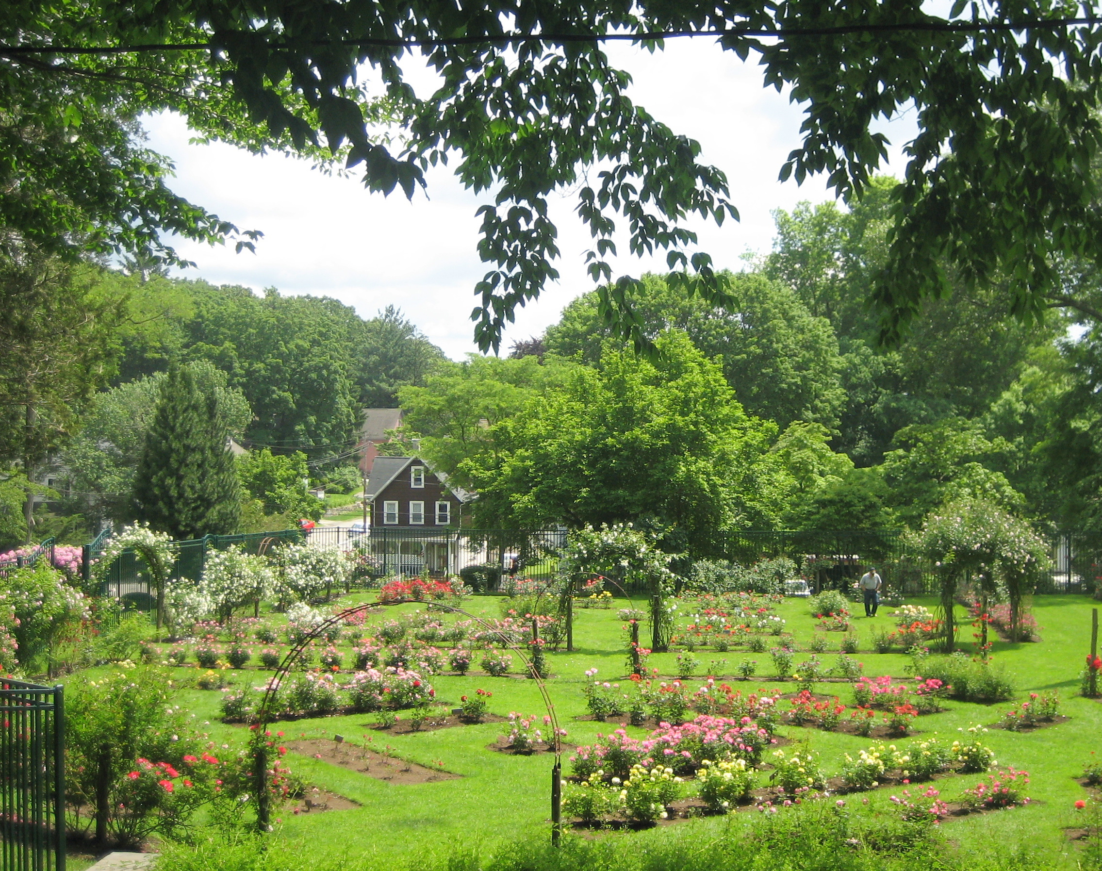 Mohegan Park Rose Garden June 15, 09-1 export